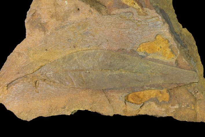 Cretaceous Fossil Leaf (Daphnophyllum) - Kansas #143479
